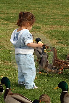 darling little toddler learns baby sign language for duck while seeing ducks at a park